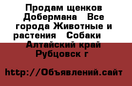 Продам щенков Добермана - Все города Животные и растения » Собаки   . Алтайский край,Рубцовск г.